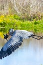 Great Blue Heron flying away with a cat fish, royalty free stock phot.