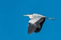 A Great Blue Heron Flying. A beautifully large wading bird flying high through the sky. Royalty Free Stock Photo