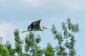 A Great Blue Heron Flying. A beautifully large wading bird flying high through the sky. Royalty Free Stock Photo