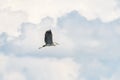 A Great Blue Heron Flying. A beautifully large wading bird flying high through the sky. Royalty Free Stock Photo