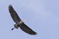 Great Blue Heron Flying Blue Sky Royalty Free Stock Photo