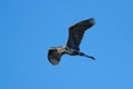 Great blue heron flying in blue sky Royalty Free Stock Photo