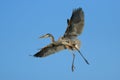 Great blue heron flying in blue sky Royalty Free Stock Photo