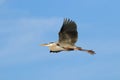 Great blue heron flying in blue sky Royalty Free Stock Photo