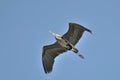 Great Blue Heron flying in the blue sky Royalty Free Stock Photo