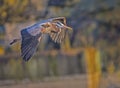 A Great Blue Heron flying in evening light. Royalty Free Stock Photo