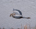 Great Blue Heron flying with a Golden Carp in it`s beak