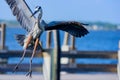 Great Blue Heron flying and landing Royalty Free Stock Photo