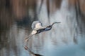 Great Blue Heron Flying Low over the water of a Chesapeake Bay pond Royalty Free Stock Photo