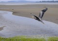 Great blue Heron flying low over the estuary Royalty Free Stock Photo