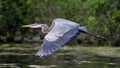 Great Blue Heron Flying Royalty Free Stock Photo