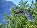 Great blue heron flying low to the ground