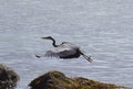 Great Blue Heron flying near the shoreline Royalty Free Stock Photo