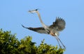 Great blue heron flying with nesting material Royalty Free Stock Photo