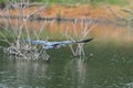 Great Blue Heron flying off over lake with wings spread wide Royalty Free Stock Photo