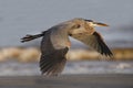 Great Blue Heron flying over a beach - Jekyll Island, Georgia