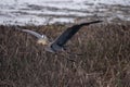 Great Blue Heron flying over marsh grass with a Golden Carp in it`s beak Royalty Free Stock Photo