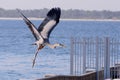 Great Blue Heron Flying over Ocean Royalty Free Stock Photo
