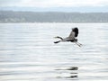 Great blue heron flying over water near Richland Saltwater park