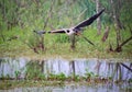 Great Blue Heron Flying over lake in Orlando Wetlands near Cape Canaveral.