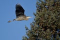 Great Blue Heron Flying Past an Evergreen Tree Royalty Free Stock Photo