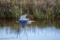 Great Blue Heron Flying, Savannah National Wildlife Refuge Royalty Free Stock Photo