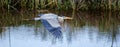 Great Blue Heron Flying, Savannah National Wildlife Refuge