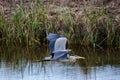 Great Blue Heron Flying, Savannah National Wildlife Refuge Royalty Free Stock Photo