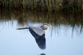 Great Blue Heron Flying, Savannah National Wildlife Refuge Royalty Free Stock Photo