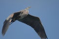Great Blue Heron Royalty Free Stock Photo