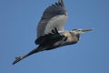 Great Blue Heron Royalty Free Stock Photo