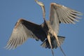 Great Blue Heron Royalty Free Stock Photo