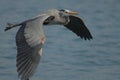 Great Blue Heron Royalty Free Stock Photo