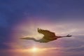Great blue heron flying at sunset Royalty Free Stock Photo