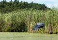 Great Blue Heron Flying