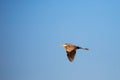 Great Blue Heron  flying under a blue, Wisconsin sky in April Royalty Free Stock Photo
