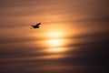 Great Blue Heron flying under an orange sky in April Royalty Free Stock Photo