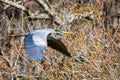 Great blue heron flying with wings spread Royalty Free Stock Photo