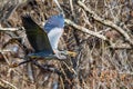 Great blue heron flying with wings spread Royalty Free Stock Photo