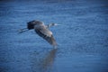 Great Blue Heron flyings over river horizontal