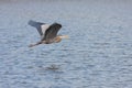 Great Blue Heron Flys Across Water