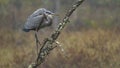 Great blue heron in fog Royalty Free Stock Photo