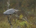 Great blue heron in fog Royalty Free Stock Photo