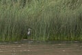 Great Blue Heron Foraging for Food in Tall Lakeside Grass Royalty Free Stock Photo