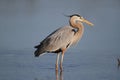 Great Blue Heron - Fort Myers Beach, Florida Royalty Free Stock Photo