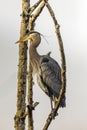 Great Blue Heron Framed with Branches Royalty Free Stock Photo