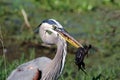 Great Blue Heron With Fresh Catch