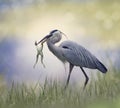 Great Blue Heron with a frog Royalty Free Stock Photo