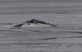 Great Blue Heron Frolicking on Frozen Lake