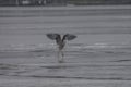 Great Blue Heron Frolicking on Frozen Lake